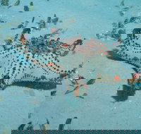 The Pines Dive Site - Great Ocean Road Tourism