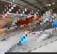 The Equine Club - Great Ocean Road Tourism