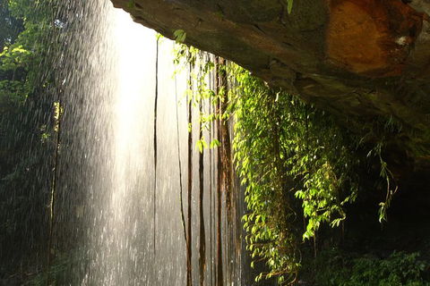 Rainforest & Waterfall Experience - Great Ocean Road Tourism 9