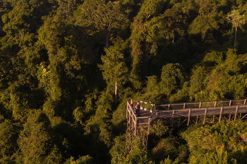 Rainforest & Waterfall Experience - Great Ocean Road Tourism 5