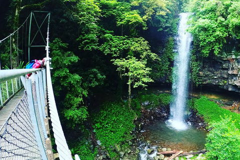 Rainforest & Waterfall Experience - Great Ocean Road Tourism 0