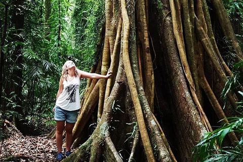 Rainforest & Waterfall Experience - Great Ocean Road Tourism 3