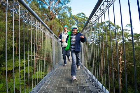 Illawarra Fly Treetop Adventures Treetop Walk Admission Ticket - Great Ocean Road Tourism 7