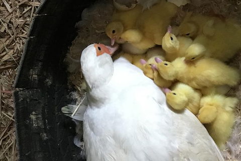 Interactive Farm Tours On A Beef, Lamb And Duck Farm - Great Ocean Road Tourism 3