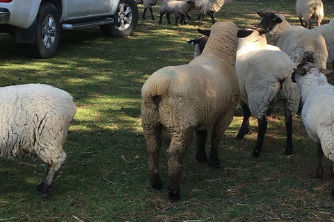 Interactive Farm Tours On A Beef, Lamb And Duck Farm - Great Ocean Road Tourism 4