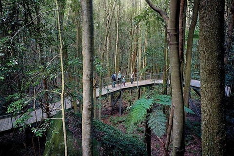 All-Inclusive Blue Mountains Tour In A Luxury Mercedes Sprinter - Great Ocean Road Tourism 13