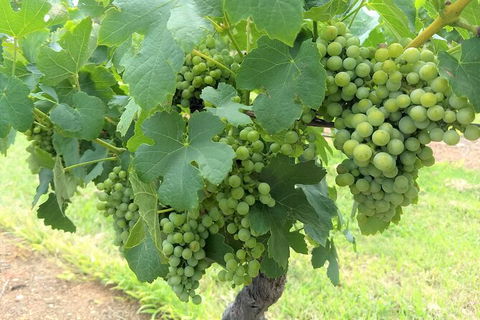 The Complete Hunter Valley Wine Tour Of Pokolbin, Mt View, Lovedale And Rothbury - Great Ocean Road Tourism 3