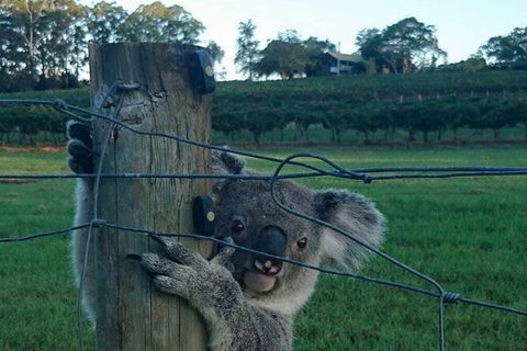 The Secret Vines Experience Port Macquarie - Great Ocean Road Tourism 1