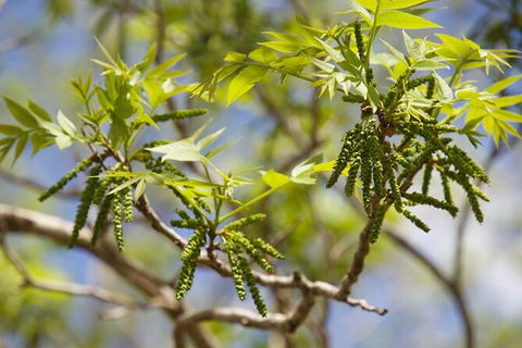 Pecan Farm Tour And Workshop, Byron Bay Hinterland - Great Ocean Road Tourism 2