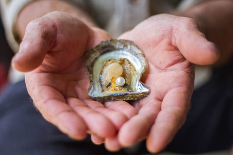 Australian Pearl Experience & Kangaroo Encounter Day Trip From Sydney - Great Ocean Road Tourism 3
