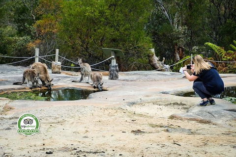 Australian Pearl Experience & Kangaroo Encounter Day Trip From Sydney - Great Ocean Road Tourism 4