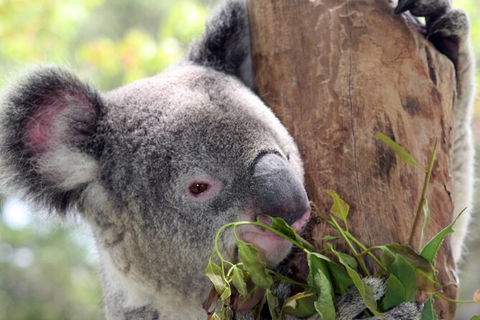 Private 10-hour Tour To Blue Mountains From Sydney - Hotel Pick Up & Drop Off - Great Ocean Road Tourism 2
