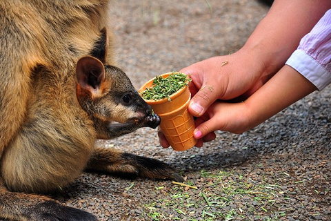 Blue Mountains Highlights & Wildlife Park - Great Ocean Road Tourism 3