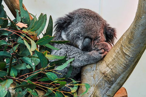 Blue Mountains Highlights & Wildlife Park - Great Ocean Road Tourism 1