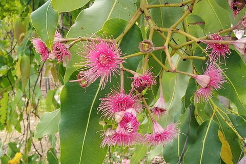 Full-Day Private Guided Tour To Litchfield National Park - Great Ocean Road Tourism 5