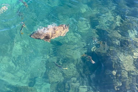 Aquascene Magnetic Island Discovery Tour - Great Ocean Road Tourism 6