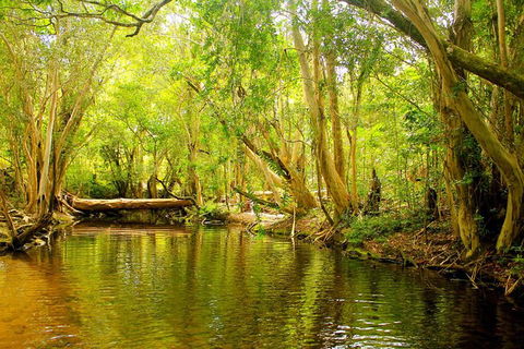 Cairns 4WD Waterfall And Rainforest Tour Including Kuranda Scenic Railway - Great Ocean Road Tourism 9