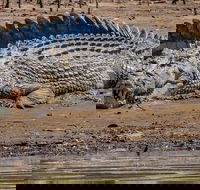 Solar Whisper Daintree River Crocodile and Wildlife Cruise - Great Ocean Road Tourism