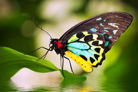 Australian Butterfly Sanctuary - Great Ocean Road Tourism 0