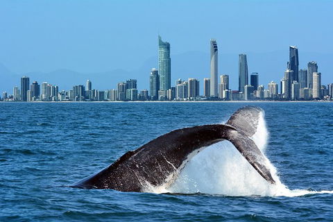Gold Coast Airport To And From Byron Bay, NSW For Up-to 7 Ppl - Great Ocean Road Tourism 0