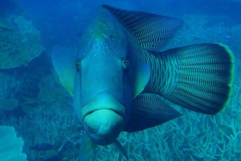 Great Barrier Reef Luxury Expedition Cruise Cabin Booking 7 Days 6 Night - Great Ocean Road Tourism 3