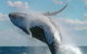 Great Barrier Reef Luxury Expedition Cruise Cabin Booking 7 Days 6 Night - thumb 7