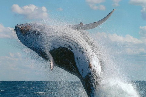 Great Barrier Reef Luxury Expedition Cruise Cabin Booking 7 Days 6 Night - Great Ocean Road Tourism 7