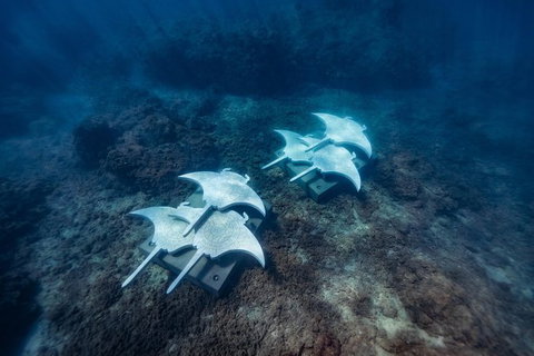 Premium Private Charter - Great Ocean Road Tourism 8