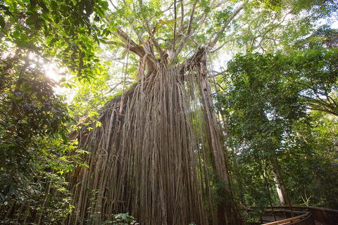 Cairns Adventure Package- 4 Tours In 3 Days! - Great Ocean Road Tourism 2