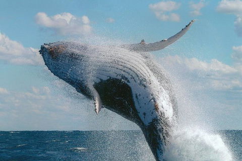 Great Barrier Reef Private Expedition Cruise (min 4 Day Max 8 Guests) - Great Ocean Road Tourism 4