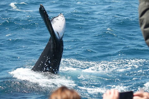 Half-Day Whale Watching In Urangan - Great Ocean Road Tourism 2