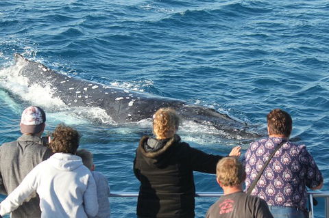 Half-Day Whale Watching In Urangan - Great Ocean Road Tourism 5