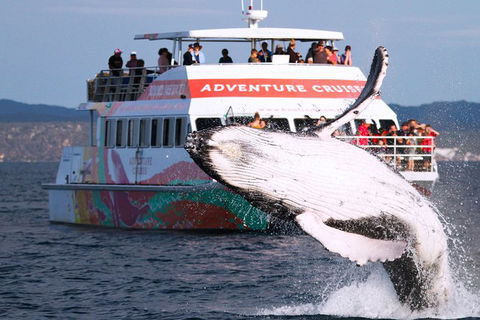 Half-Day Whale Watching In Urangan - Great Ocean Road Tourism 0
