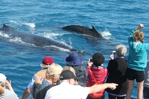 Half-Day Whale Watching In Urangan - Great Ocean Road Tourism 4