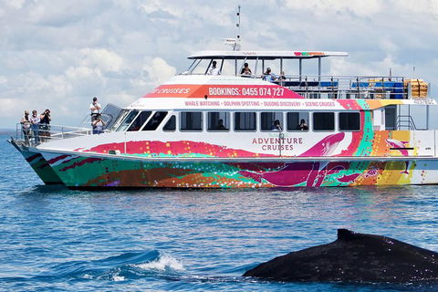 Half-Day Whale Watching In Urangan - Great Ocean Road Tourism 1