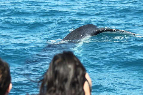 Half-Day Whale Watching In Urangan - Great Ocean Road Tourism 7