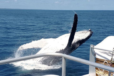 Half-Day Whale Watching In Urangan - Great Ocean Road Tourism 3