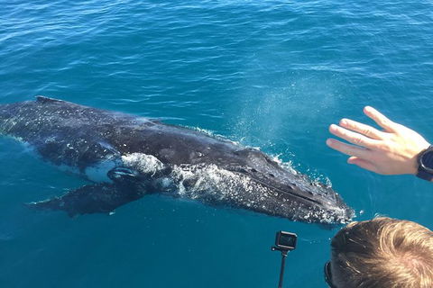 Half-Day Whale Watching In Urangan - Great Ocean Road Tourism 6