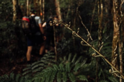 Cairns Rainforest Hiking Experience Incredible Mountains Remote Waterfall - Great Ocean Road Tourism 2