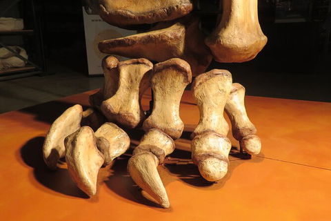 Australian Dinosaur Giants Tour - Great Ocean Road Tourism 3