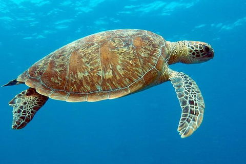 Cairns & Port Douglas All-Inclusive 7 Days Touring Package - Great Ocean Road Tourism 1