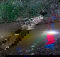 Rainforest  Nocturnal Wildlife Tour - Great Ocean Road Tourism