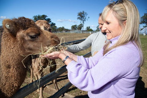 Camel Farm Discovery - Great Ocean Road Tourism 5