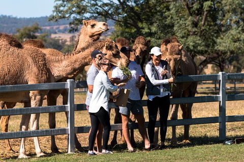 Camel Farm Discovery - Great Ocean Road Tourism 0