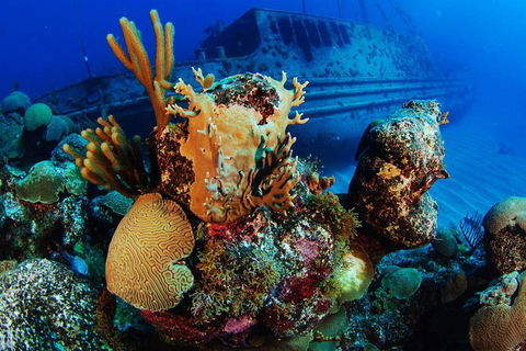 PADI Diving Courses On The Gold Coast - Great Ocean Road Tourism 3