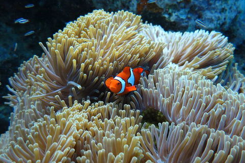 PADI Diving Courses On The Gold Coast - Great Ocean Road Tourism 4