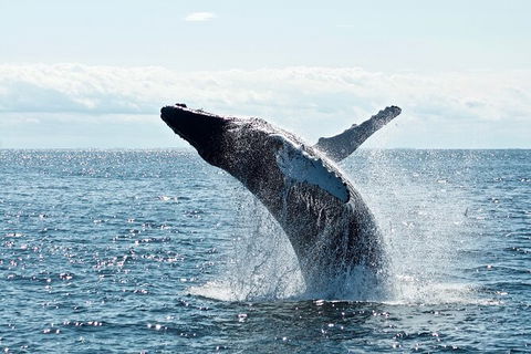 PRIVATE Whale Watching Tour - Up To 11 People In Your Group - Great Ocean Road Tourism 0