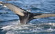 PRIVATE Whale Watching Tour - Up To 11 People In Your Group - thumb 2