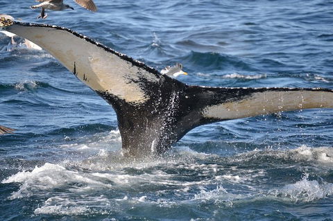 PRIVATE Whale Watching Tour - Up To 11 People In Your Group - Great Ocean Road Tourism 2