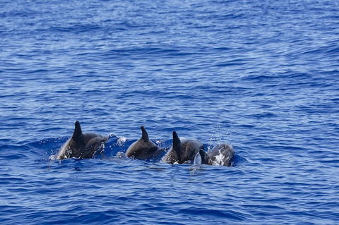 PRIVATE Whale Watching Tour - Up To 11 People In Your Group - Great Ocean Road Tourism 3